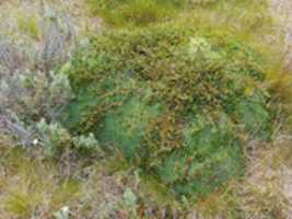 Free download Grass and lichens on Gable Island free photo or picture to be edited with GIMP online image editor