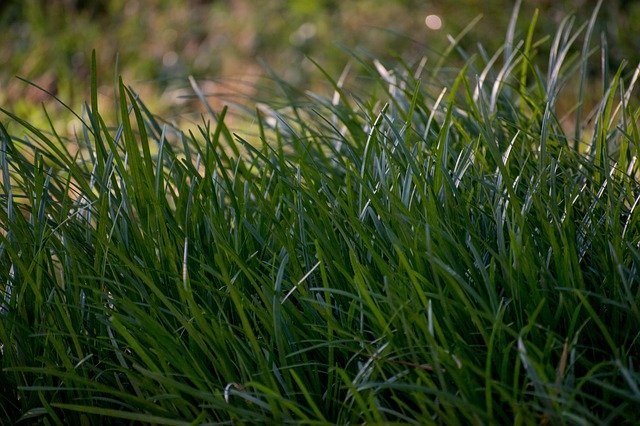 Téléchargement gratuit de Grass Blade Nature - photo ou image gratuite à éditer avec l'éditeur d'images en ligne GIMP