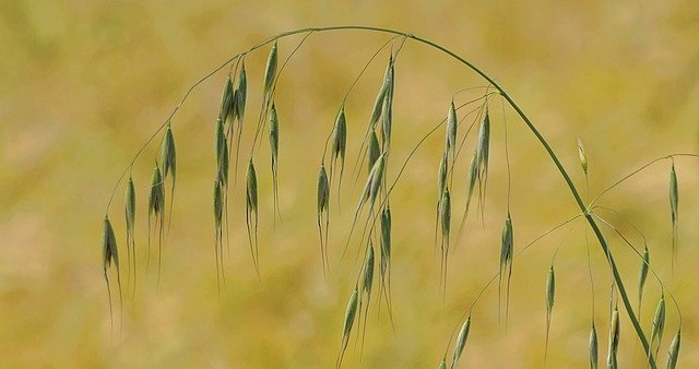 Free download grass bow curve fields ears free picture to be edited with GIMP free online image editor