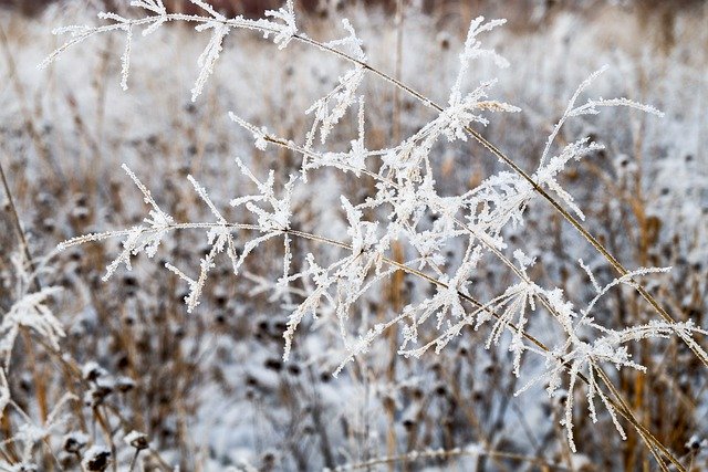 Free download grass crystals frost snow winter free picture to be edited with GIMP free online image editor