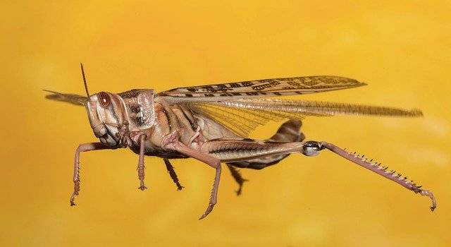 ດາວໂຫລດຟຣີ Grasshopper Desert Locust Insect - ຮູບພາບຫຼືຮູບພາບທີ່ບໍ່ເສຍຄ່າເພື່ອແກ້ໄຂດ້ວຍຕົວແກ້ໄຂຮູບພາບອອນໄລນ໌ GIMP