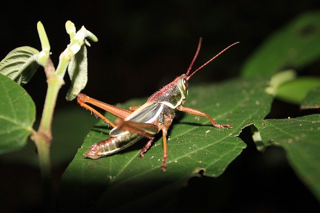 تنزيل Grasshopper Insect Nature مجانًا - صورة مجانية أو صورة يتم تحريرها باستخدام محرر الصور عبر الإنترنت GIMP