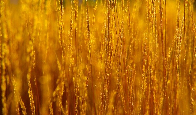 Free download grass stems gold field growth free picture to be edited with GIMP free online image editor