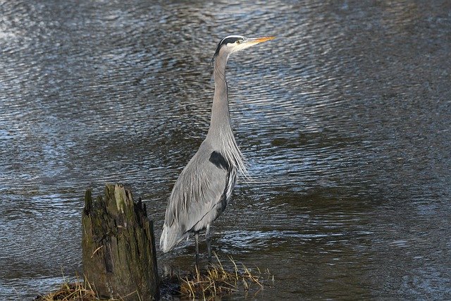 Free download great blue heron bird river nature free picture to be edited with GIMP free online image editor