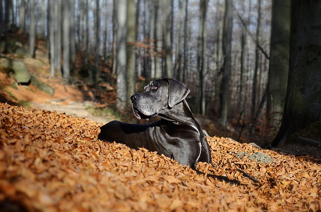 Free download great dane he looks dog autumn free picture to be edited with GIMP free online image editor