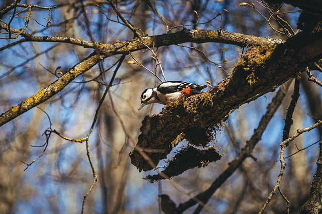 Free download Great Spotted Woodpecker Bird -  free photo or picture to be edited with GIMP online image editor