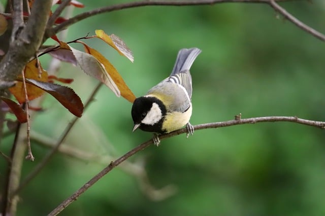 Kostenloser Download von Kohlmeise, Meisensingvogel, Vogel, kostenloses Bild zur Bearbeitung mit dem kostenlosen Online-Bildeditor GIMP