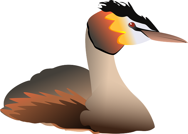 Free download Grebe Great Crested - Free vector graphic on Pixabay free illustration to be edited with GIMP free online image editor