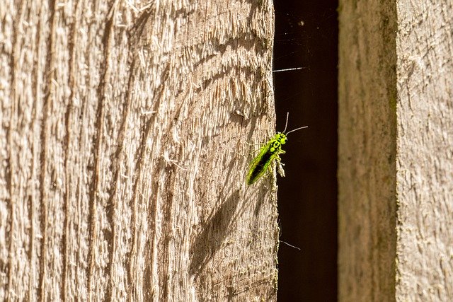 Free download green bug insect rhogogaster viridis free picture to be edited with GIMP free online image editor