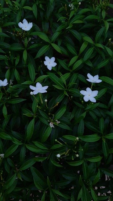 Téléchargement gratuit Fleur Verte Blanche - photo ou image gratuite à modifier avec l'éditeur d'images en ligne GIMP