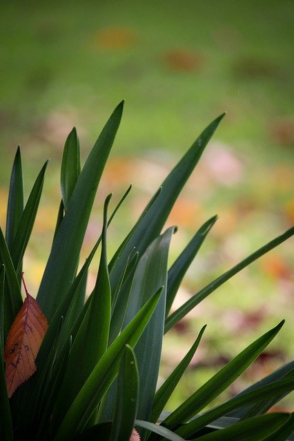 ดาวน์โหลดฟรี Green Leaves Autumn - ภาพถ่ายหรือรูปภาพฟรีที่จะแก้ไขด้วยโปรแกรมแก้ไขรูปภาพออนไลน์ GIMP