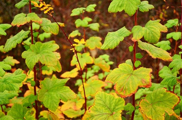 Download grátis Green Leaves Plants - foto ou imagem grátis para ser editada com o editor de imagens online GIMP