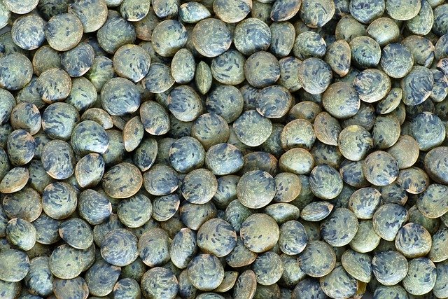 Free download green le puy lentils legume meal free picture to be edited with GIMP free online image editor