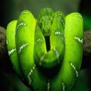 Green Tree Python  screen for extension Chrome web store in OffiDocs Chromium