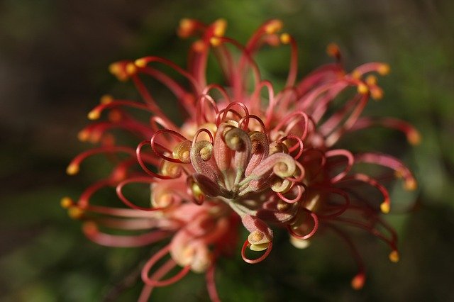 Free download grevillea outdoor closeup isolated free picture to be edited with GIMP free online image editor