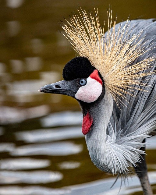 Free download grey crowned crane bird animals red free picture to be edited with GIMP free online image editor