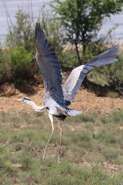 Kostenloser Download Graureiher Africa Bird - kostenloses Foto oder Bild zur Bearbeitung mit GIMP Online-Bildbearbeitung