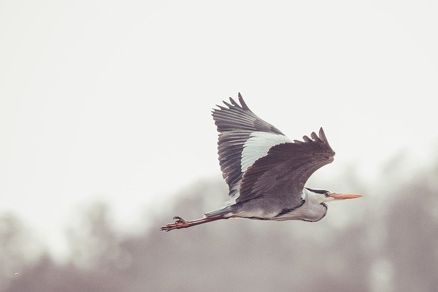 Free download grey heron bird in flight heron free picture to be edited with GIMP free online image editor