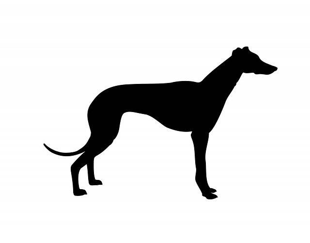 Free download Grey Hound -  free illustration to be edited with GIMP free online image editor