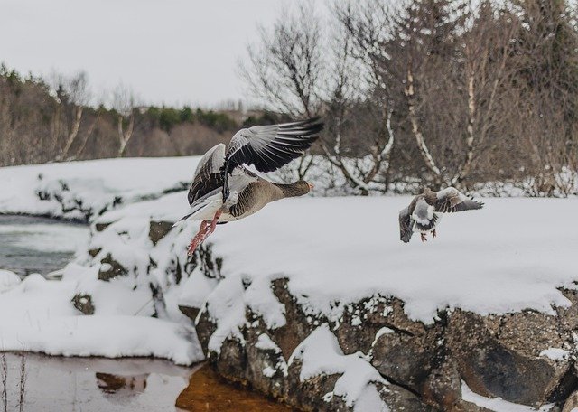 ດາວໂຫຼດຟຣີຮູບ goose bird winter snow free to be edited with GIMP free online image editor