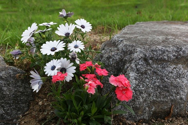 Free download grow among stones plant life free picture to be edited with GIMP free online image editor