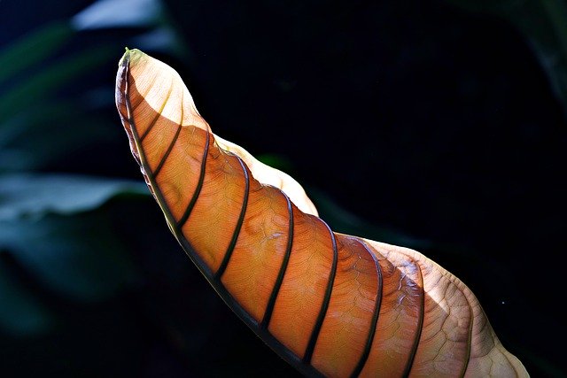 Free download growth anthurium plant botany free picture to be edited with GIMP free online image editor