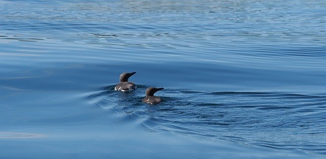 تنزيل Guillemot Pair Bird مجانًا - صورة مجانية أو صورة يتم تحريرها باستخدام محرر الصور عبر الإنترنت GIMP