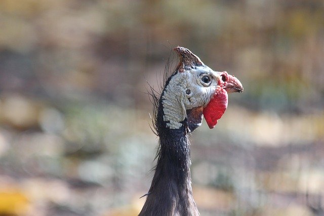 Free graphic guinea fowl bird domestic bird to be edited by GIMP free image editor by OffiDocs