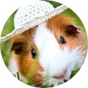 Guinea Pig Wallpaper  screen for extension Chrome web store in OffiDocs Chromium