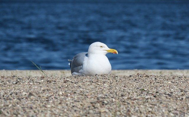 Free download gull bird water lake sea sitting free picture to be edited with GIMP free online image editor