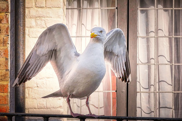 Free download gull england uk window wing free picture to be edited with GIMP free online image editor