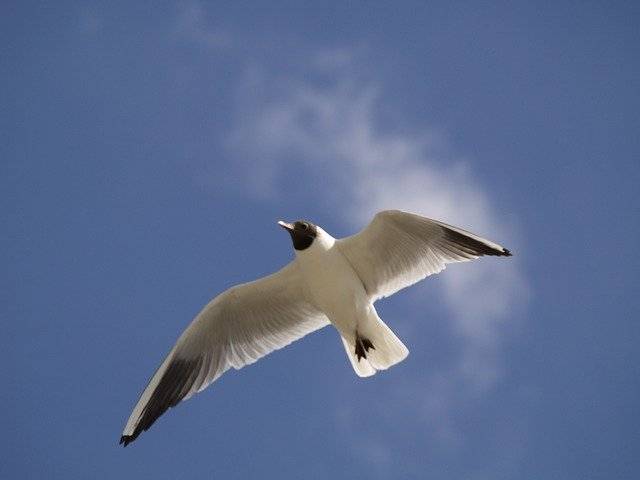 تنزيل Gull Flight Seabird مجانًا - صورة مجانية أو صورة يتم تحريرها باستخدام محرر الصور عبر الإنترنت GIMP