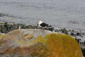 Free download Gull on Magdalena Island, Chle free photo or picture to be edited with GIMP online image editor