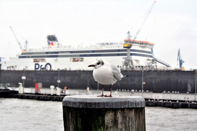 ດາວ​ໂຫຼດ​ຟຣີ gull port port motifs ຮູບ​ພາບ​ຟຣີ​ທີ່​ຈະ​ໄດ້​ຮັບ​ການ​ແກ້​ໄຂ​ທີ່​ມີ GIMP ບັນນາທິການ​ຮູບ​ພາບ​ອອນ​ໄລ​ນ​໌​ຟຣີ​