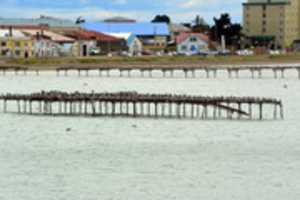 Descărcare gratuită Pescărușii se îngrămădesc pe debarcaderul abandonat de la Punta Arenas, Chle. Fotografie sau imagini gratuite pentru a fi editate cu editorul de imagini online GIMP