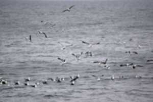 Free download Gulls off Magdalena Island, Chle free photo or picture to be edited with GIMP online image editor