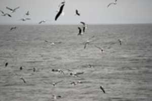 Free download Gulls soaring off Magdalena Island, Chle free photo or picture to be edited with GIMP online image editor