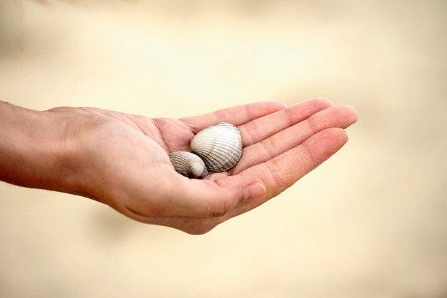 Téléchargement gratuit de Hand Mussels Keep - photo ou image gratuite à éditer avec l'éditeur d'images en ligne GIMP