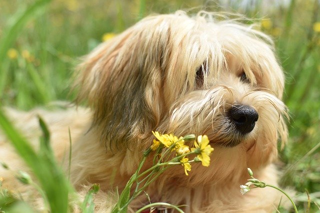 Free download havanese dog pet flowers lying free picture to be edited with GIMP free online image editor