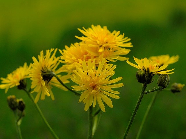 Téléchargement gratuit épervière fleur pointue herbe sauvage - photo ou image gratuite à éditer avec l'éditeur d'images en ligne GIMP