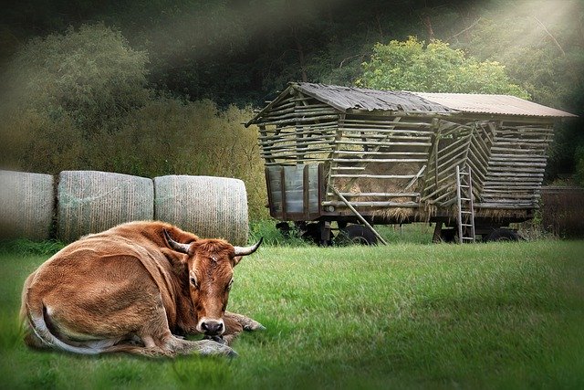 Free download hay wagon cow meadow nature free picture to be edited with GIMP free online image editor