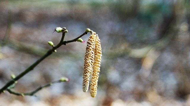 Unduh gratis Hazel Pollen Branch - foto atau gambar gratis untuk diedit dengan editor gambar online GIMP