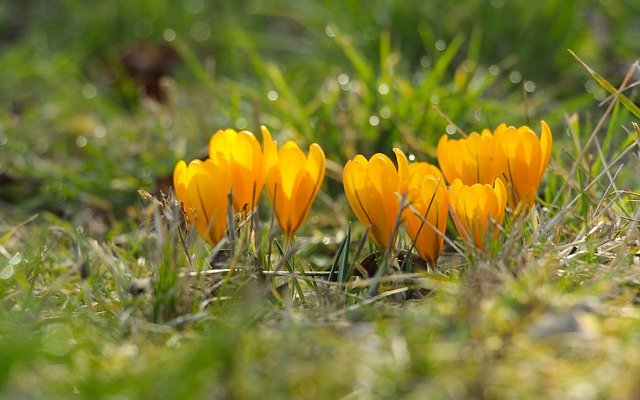 Free download hd wallpaper flowers crocuses free picture to be edited with GIMP free online image editor