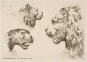 دانلود رایگان عکس یا تصویر Heads of Three Lions برای ویرایش با ویرایشگر تصویر آنلاین GIMP