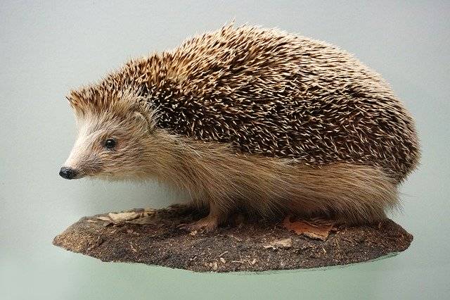 Kostenloser Download Hedgehog Prickly Museum - kostenloses Foto oder Bild zur Bearbeitung mit GIMP Online-Bildbearbeitung