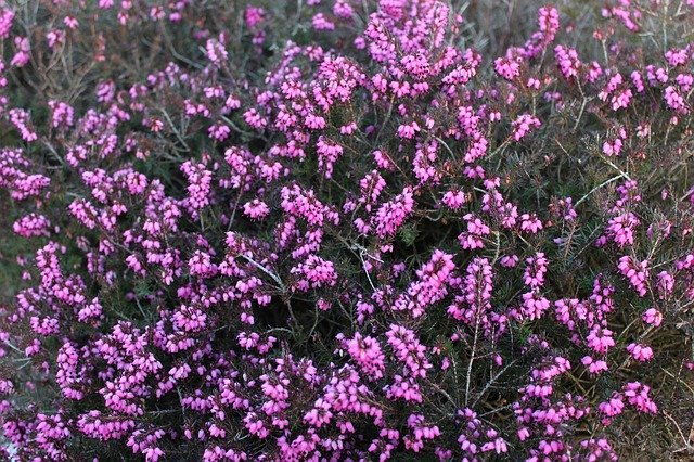 Ücretsiz indir Heide Flower Plant - GIMP çevrimiçi resim düzenleyici ile düzenlenecek ücretsiz fotoğraf veya resim