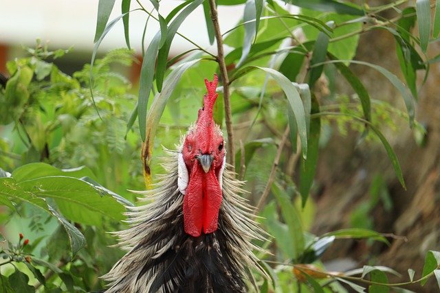 Free download hen chicken bird kerala poultry free picture to be edited with GIMP free online image editor