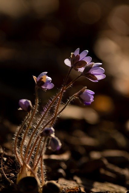 Бесплатно скачать hepatica my ass spring winter бесплатное изображение для редактирования с помощью бесплатного онлайн-редактора изображений GIMP