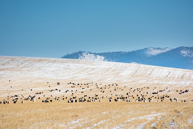 Free download herd sheep field of crops grains free picture to be edited with GIMP free online image editor