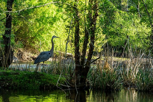 Free download heron at dawn great blue heron free picture to be edited with GIMP free online image editor